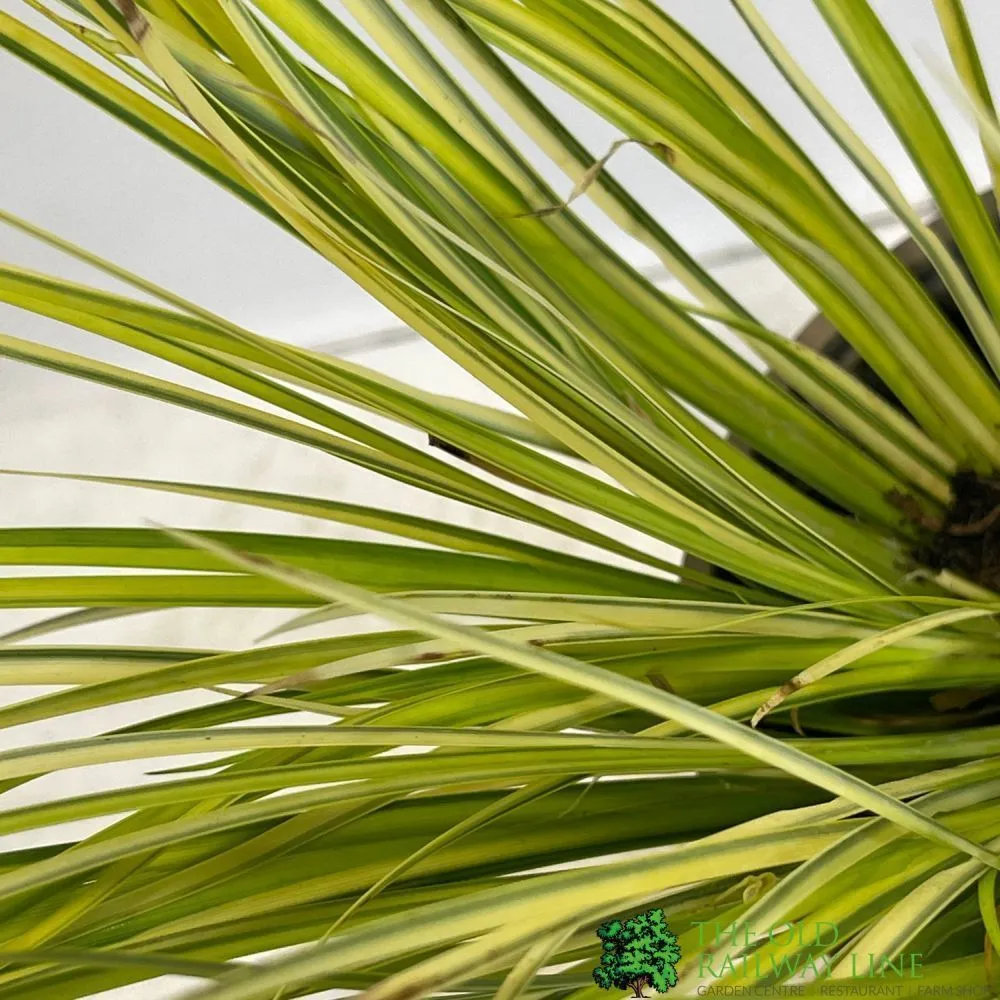 Acorus gramineus 'Ogon' Grass 11cm Pot