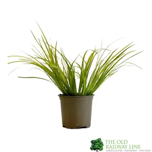 Acorus gramineus 'Ogon' Grass 11cm Pot