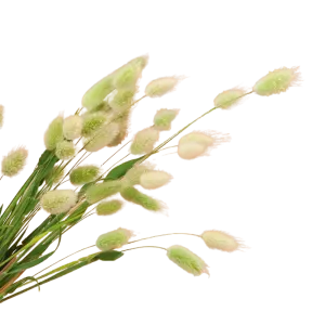 Bunny Tail Grass Seeds