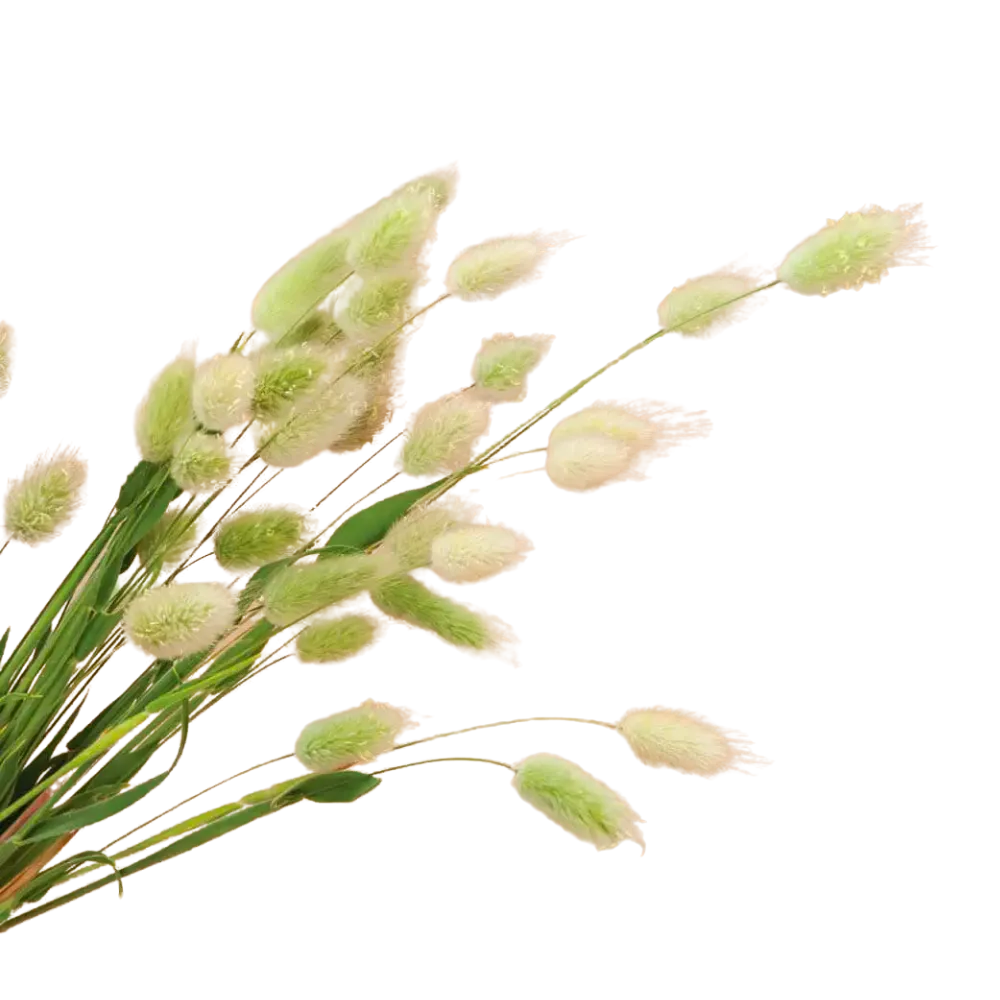 Bunny Tail Grass Seeds