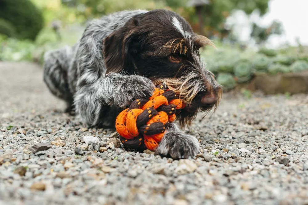 Dog Toy Honeycomb Rope