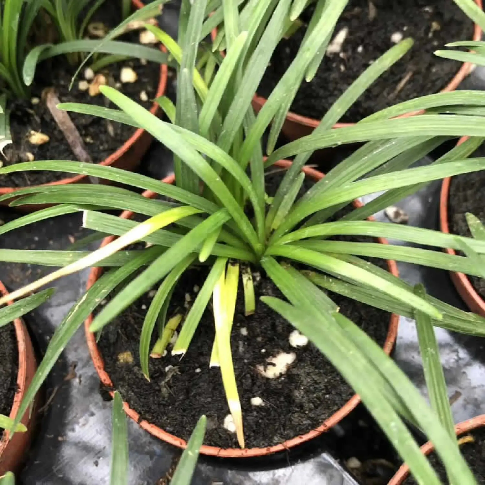 Dwarf Mondo Grass (Ophiopogon japonicus 'Minor')