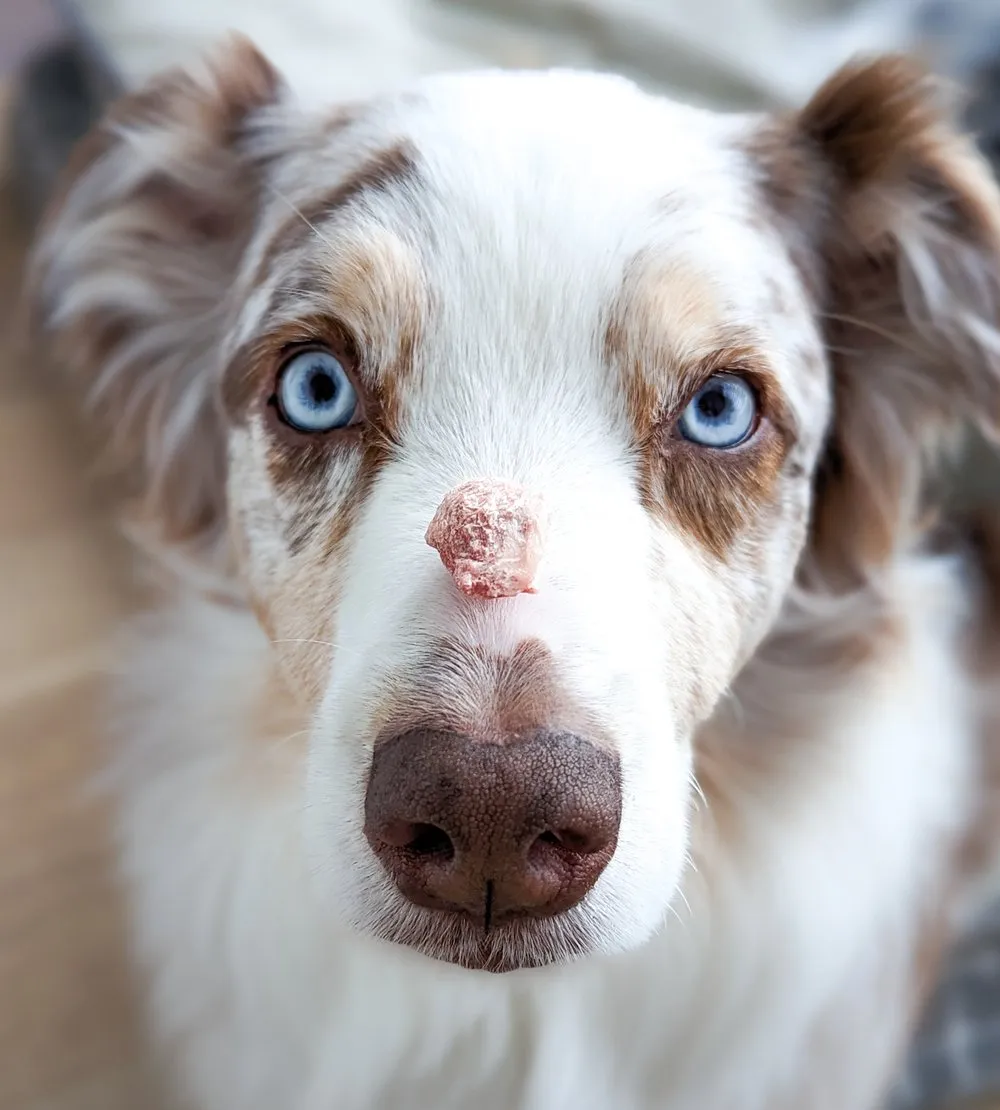 Freeze Dried Pork Bites