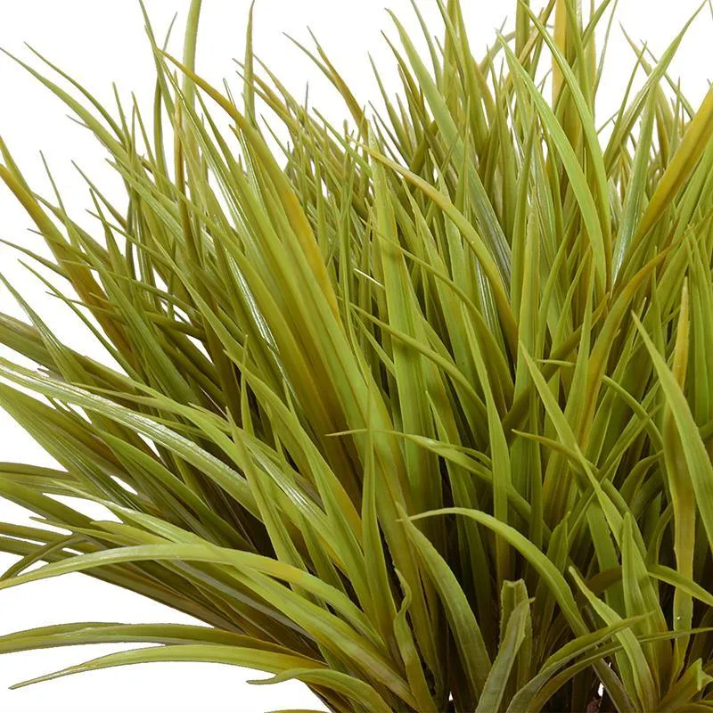 Liriope Grass 20"H