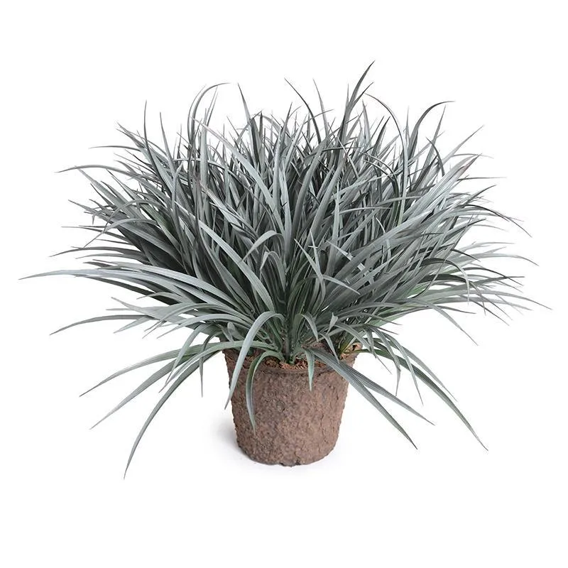 Liriope Grass 20"H