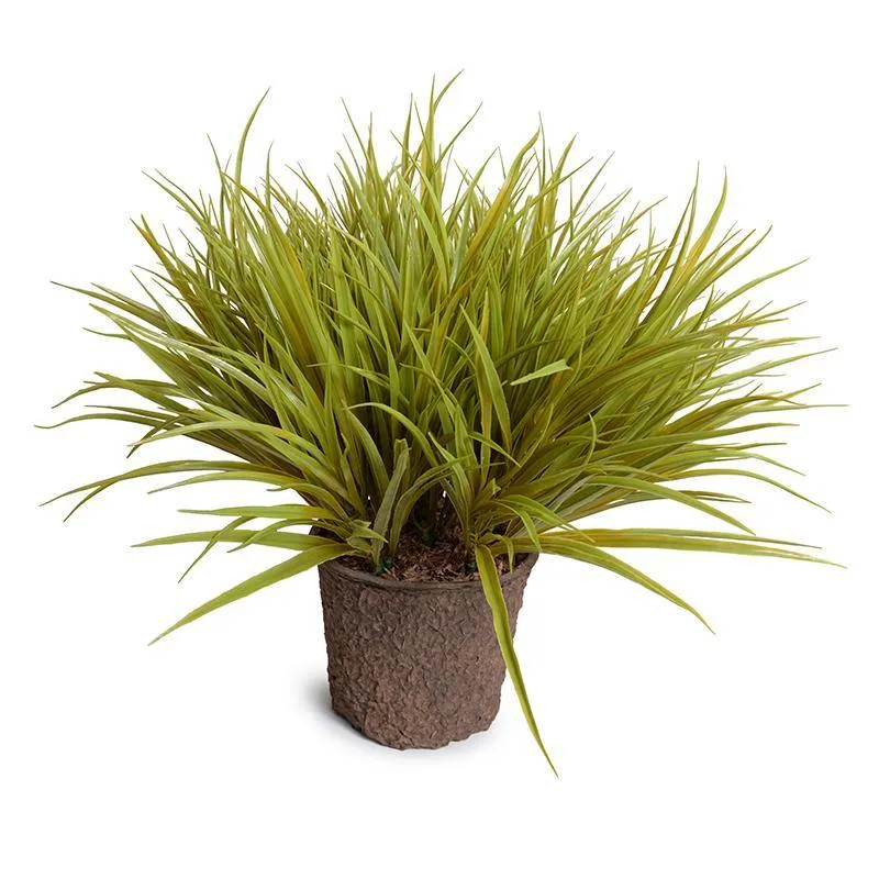 Liriope Grass 20"H