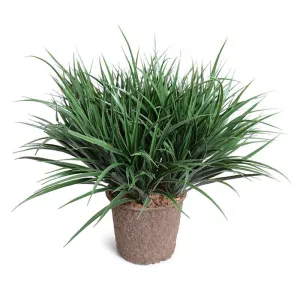 Liriope Grass 20"H