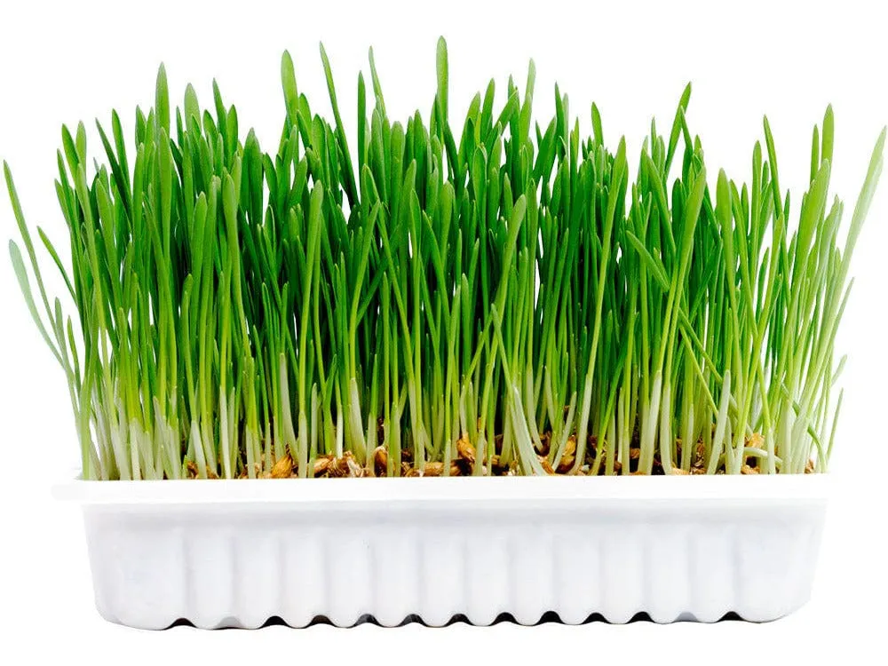 Rabbit & Small Animal Grass Kit 70G - 17,5X13X3Cm