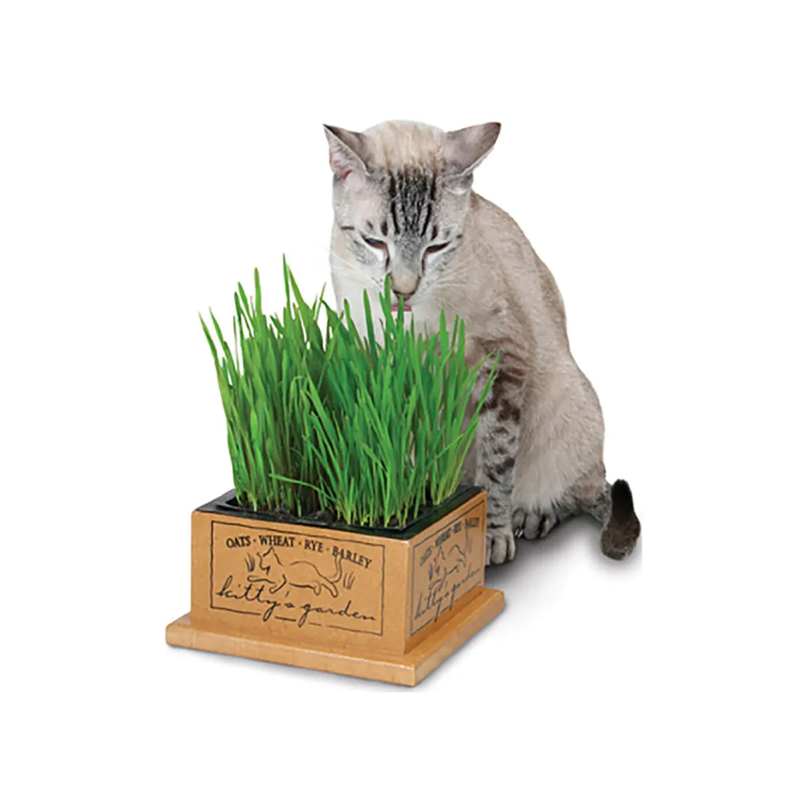 SmartCat Kitty's Garden & Refill Kit Organic Grass Cat Treat