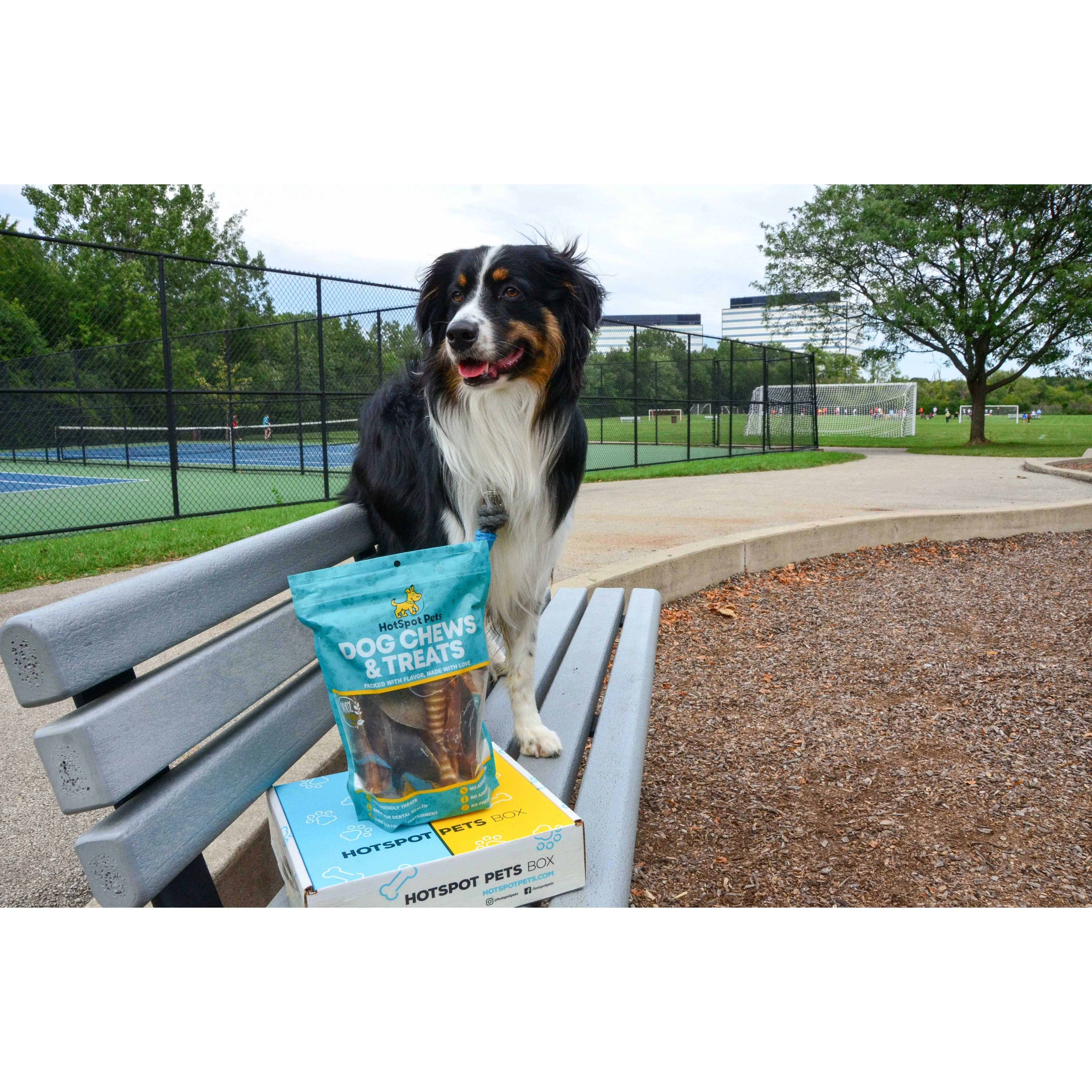 Ultimate Chew Box For All Sized Dogs